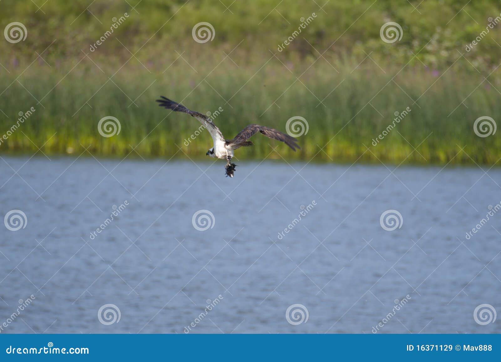 Osprey stock image. Image of feather, osprey, white, flying 16371129