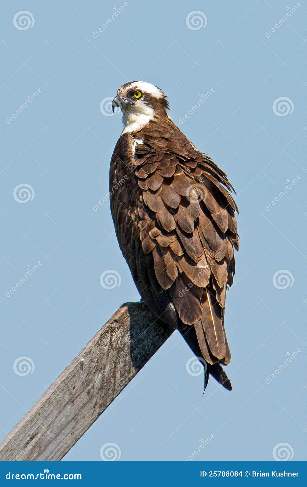 Osprey stock photo. Image of osprey, horizontal, national - 25708084