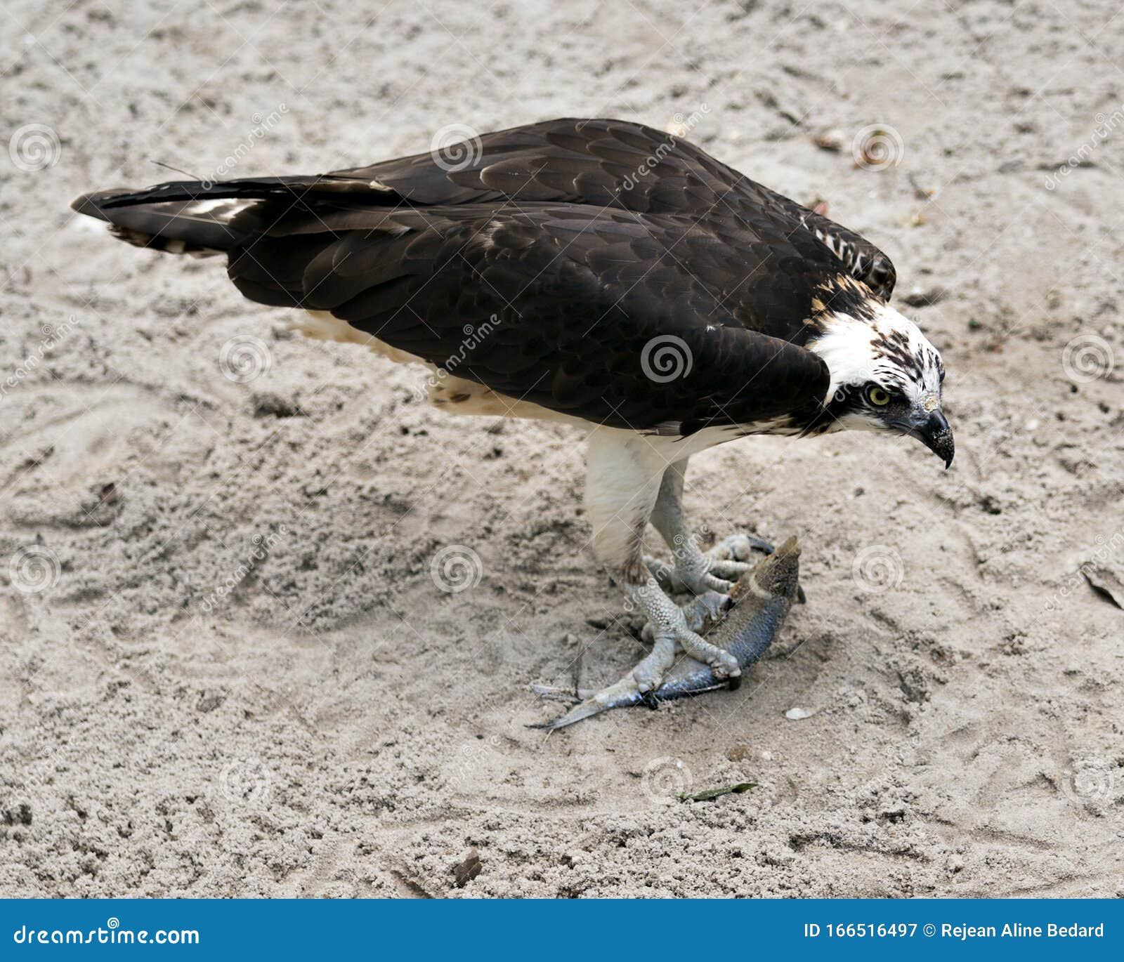 osprey bird stock photos.  osprey bird profile view eating a fish