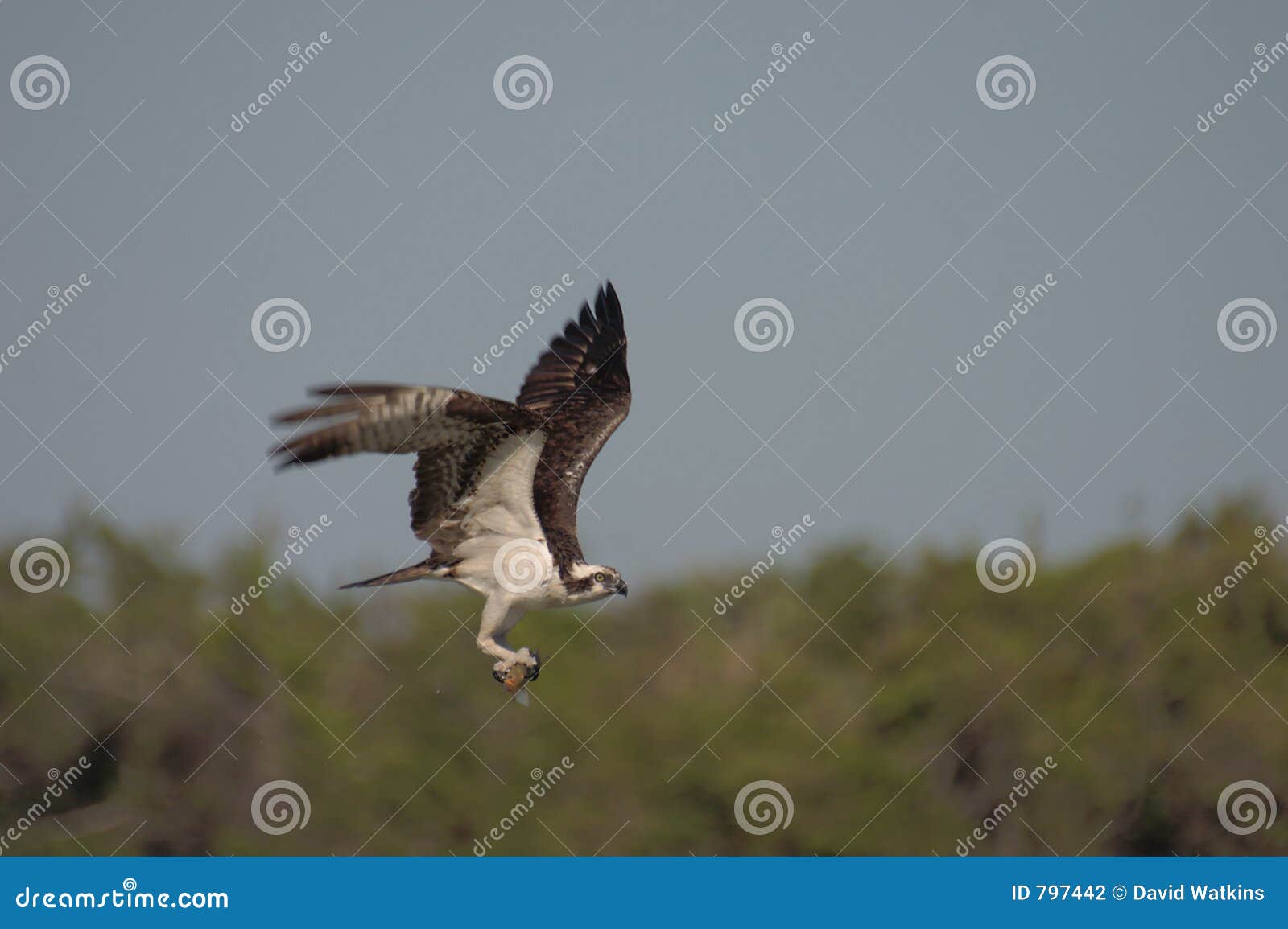 osprey with catch