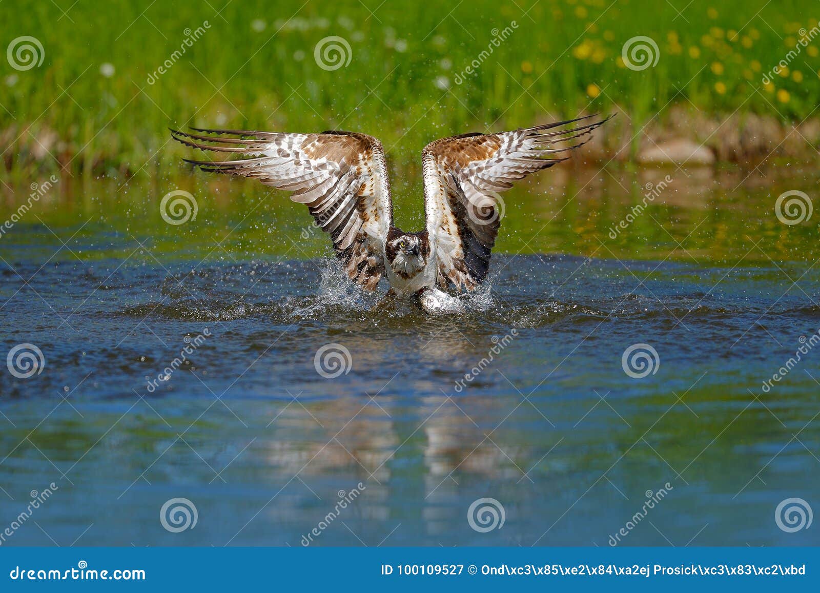 Osprey Catch Fish. Flying Osprey with Fish. Action Scene with Bird, Nature  Water Habitat. Osprey with Fish Fly. Bird of Prey with Stock Image - Image  of birdwatching, aves: 100109527