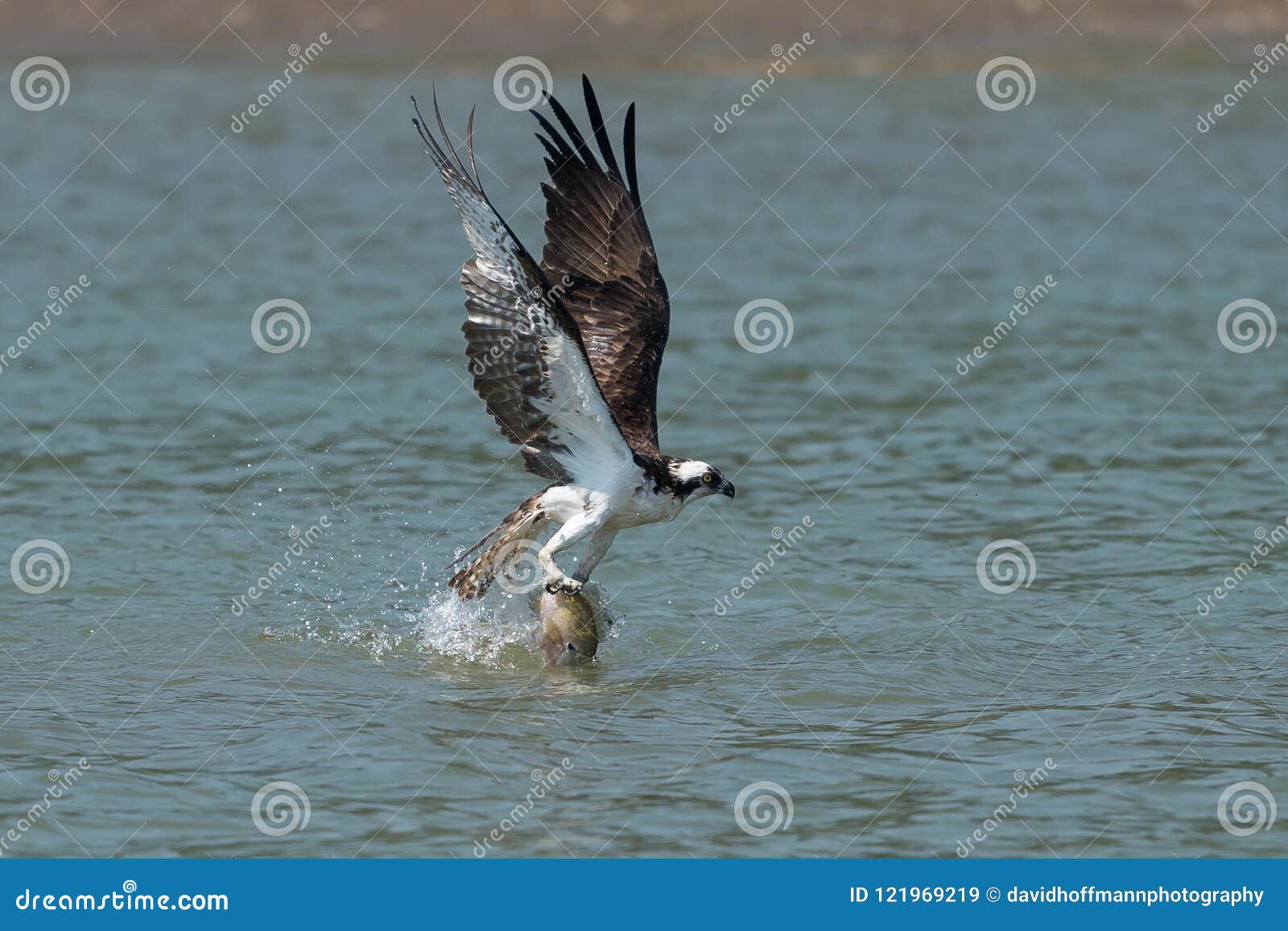 Osprey Catching Fish from the Lake. Stock Image - Image of natural, flight:  121969219