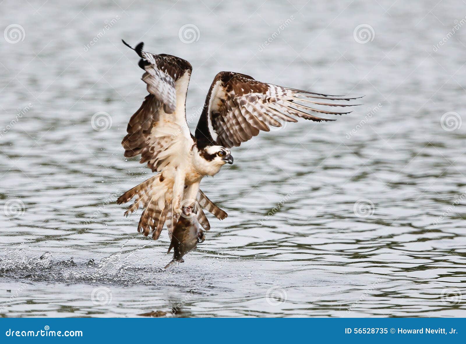 Osprey catching fish stock image. Image of osprey, hunting 56528735