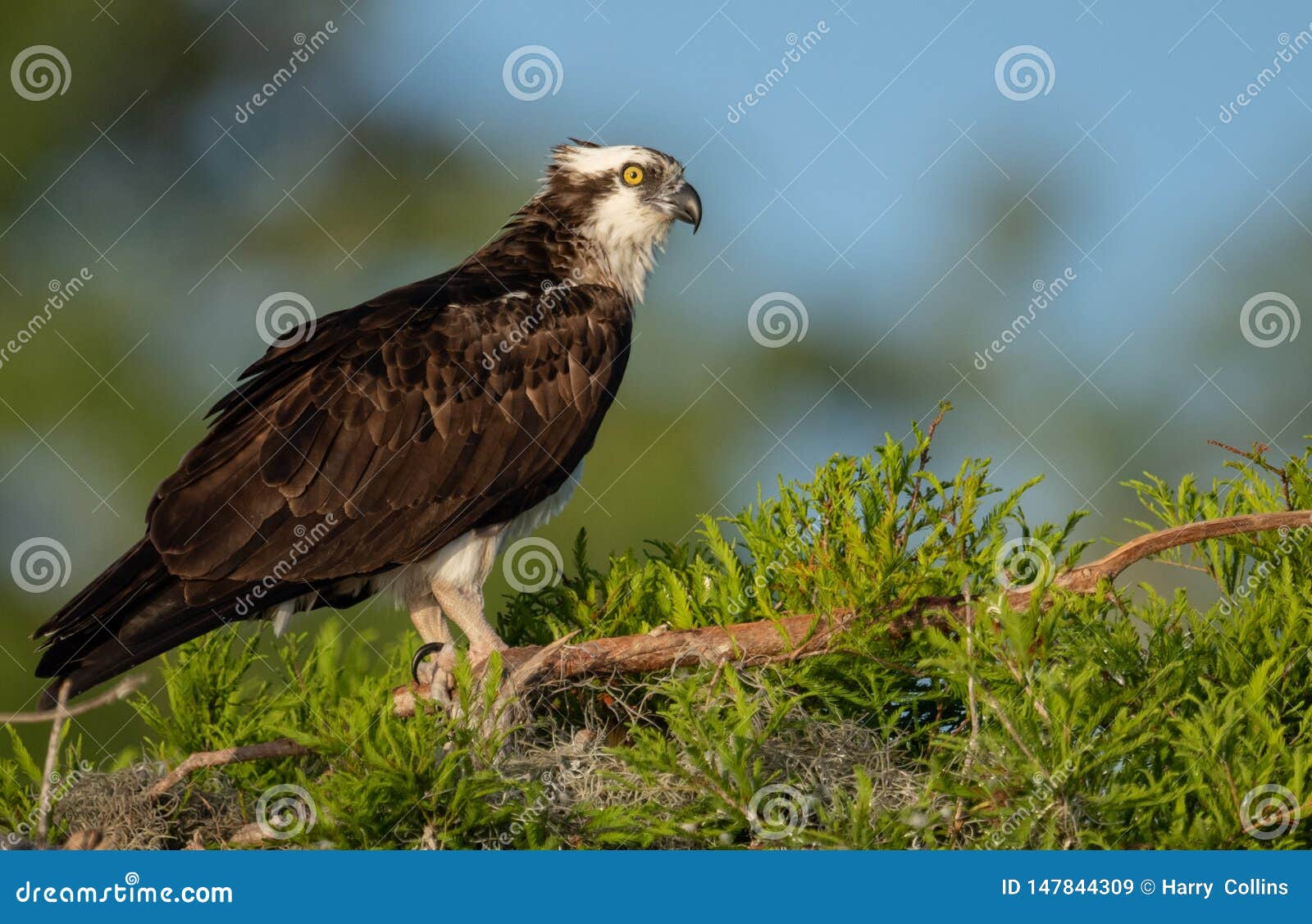 Osprey in Florida stock image. Image of florida, nature 147844309