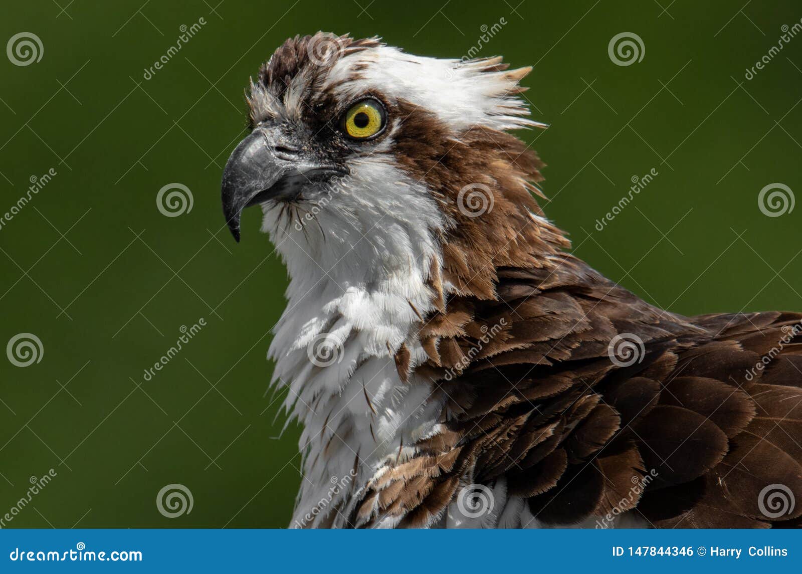 Osprey in Florida stock photo. Image of nature, eagle 147844346