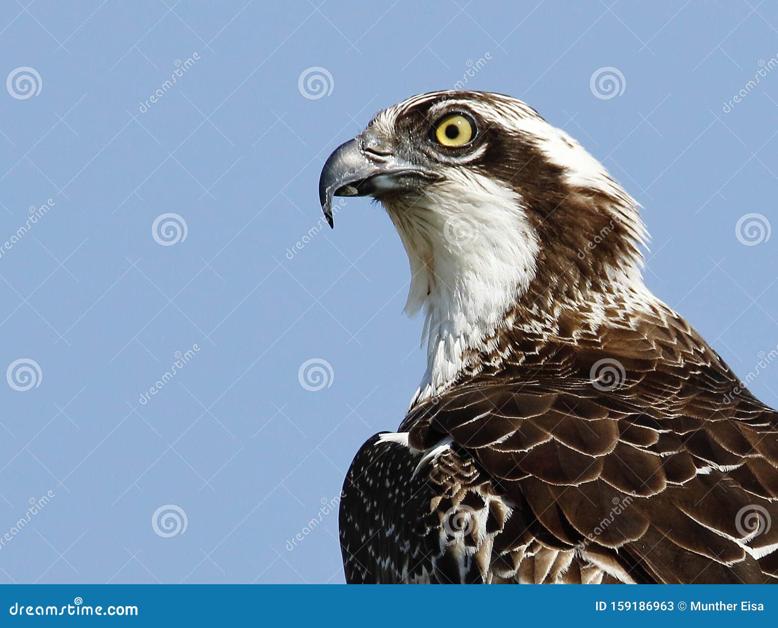 An Osprey stock image. Image of side, close, prey, beautiful 159186963