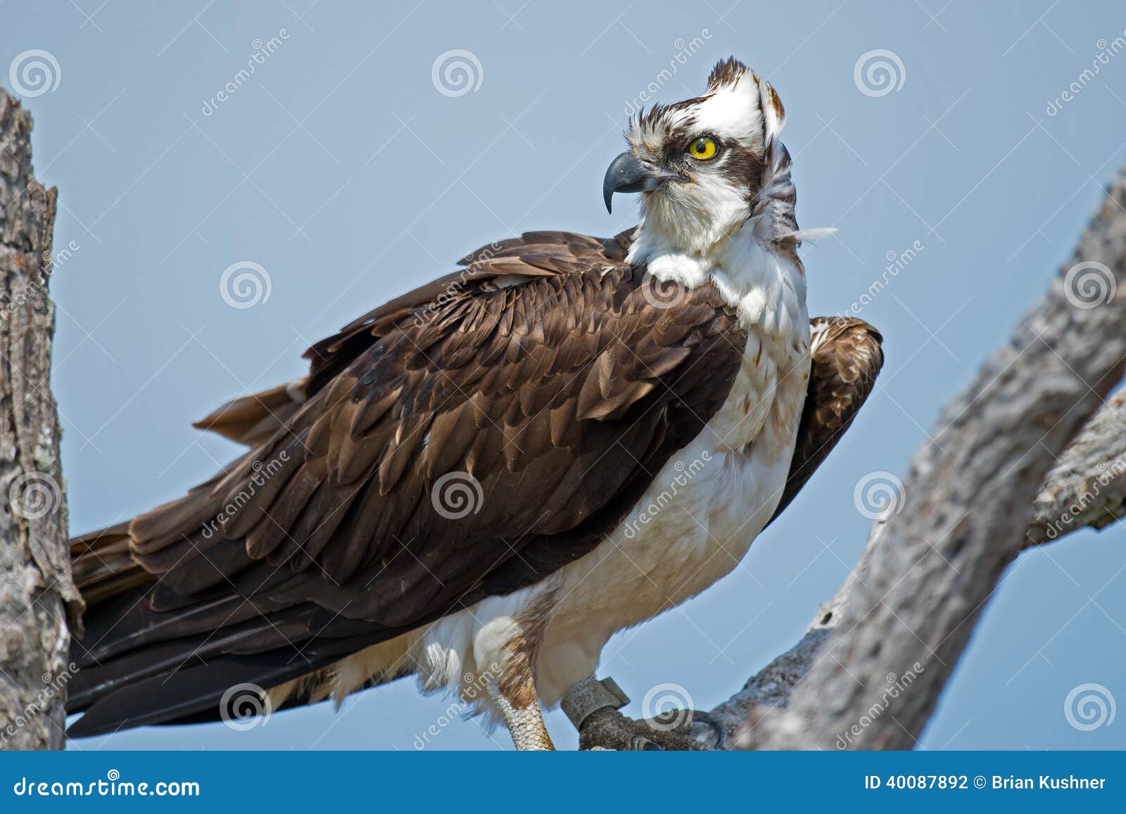Osprey stock photo. Image of nest, america, fish, national 40087892