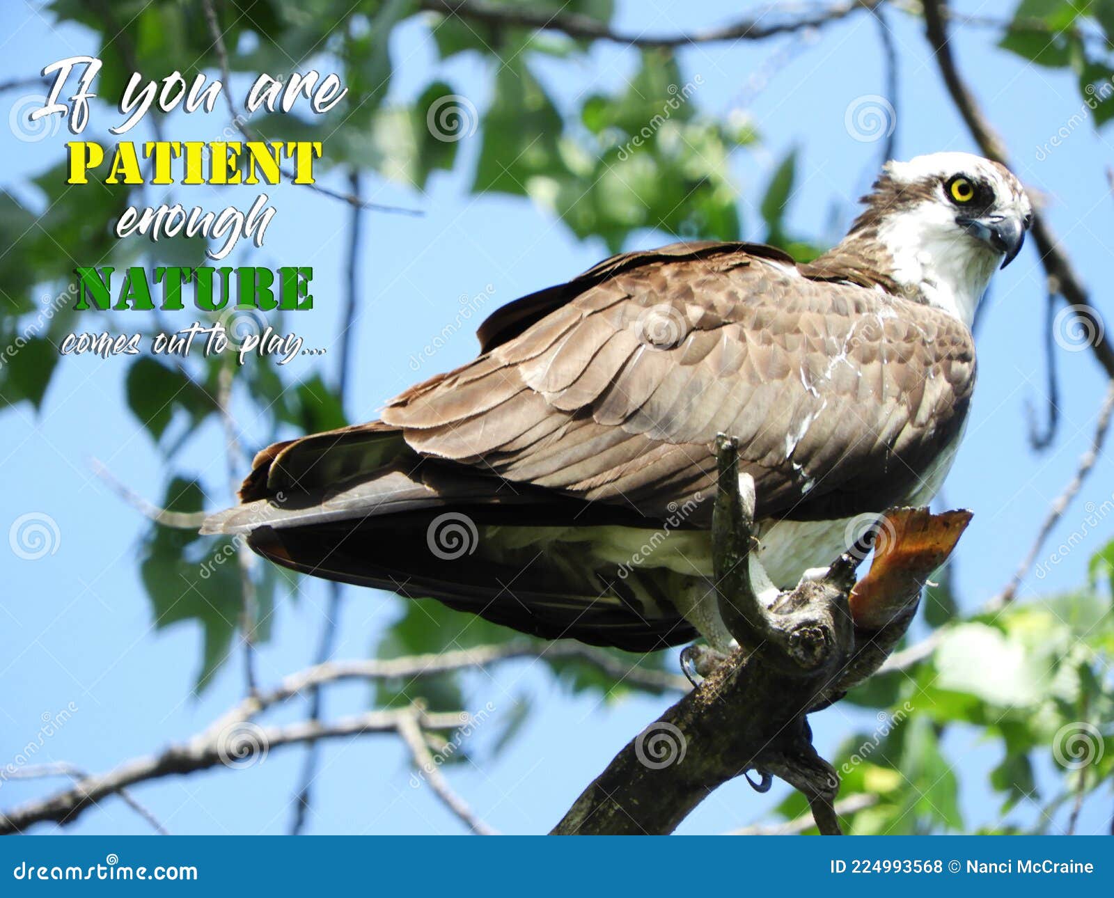 osprey with fish catch sits in tree and stares at camera