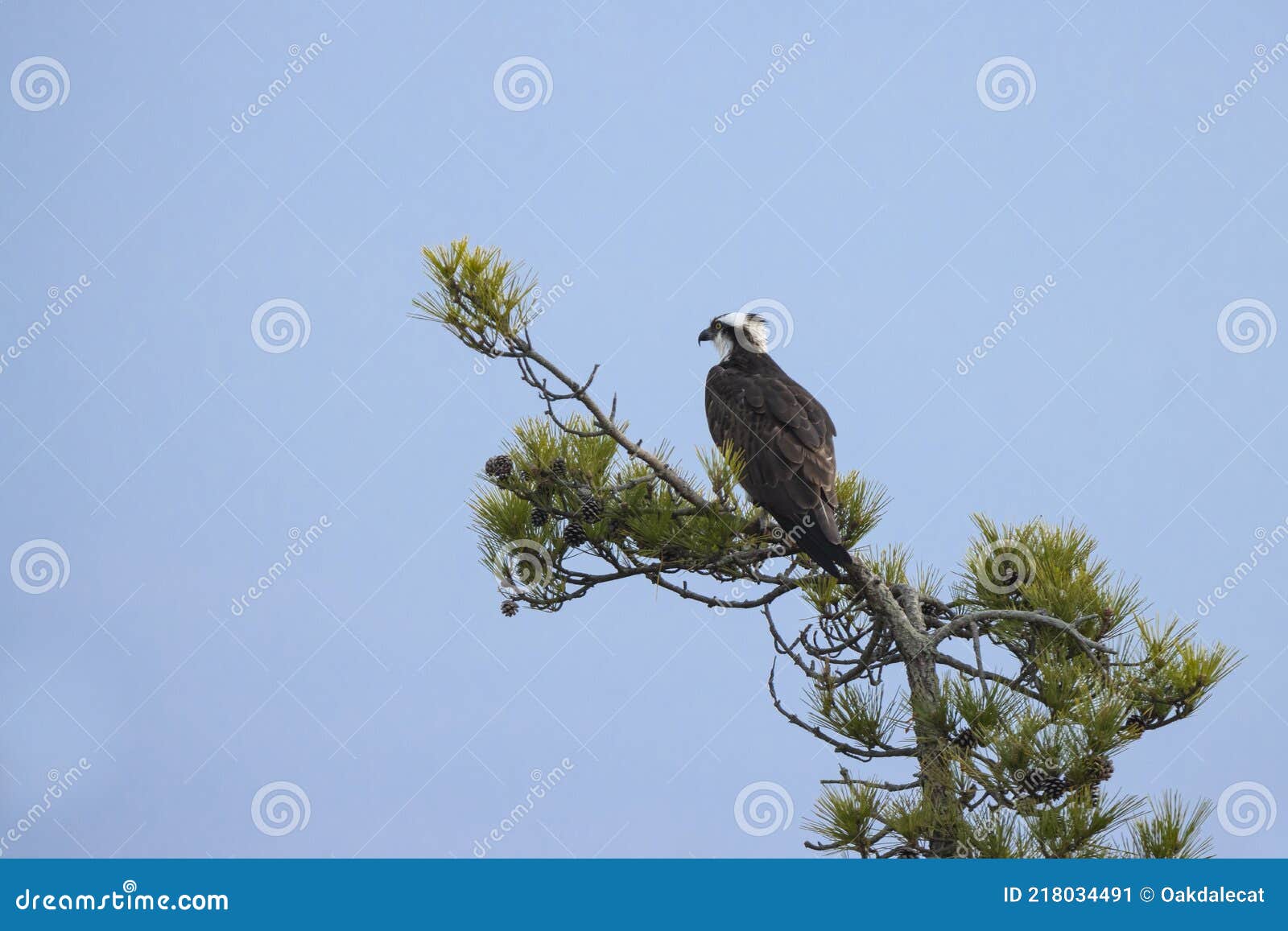 Osprey, or Fish Hawk on a Pine Stock Image - Image of bird, large: 218034491