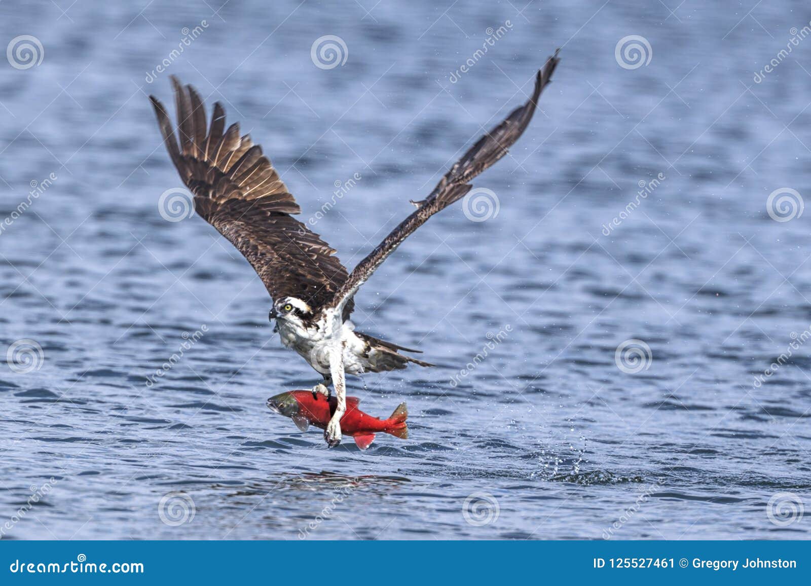 osprey flies off with catch.