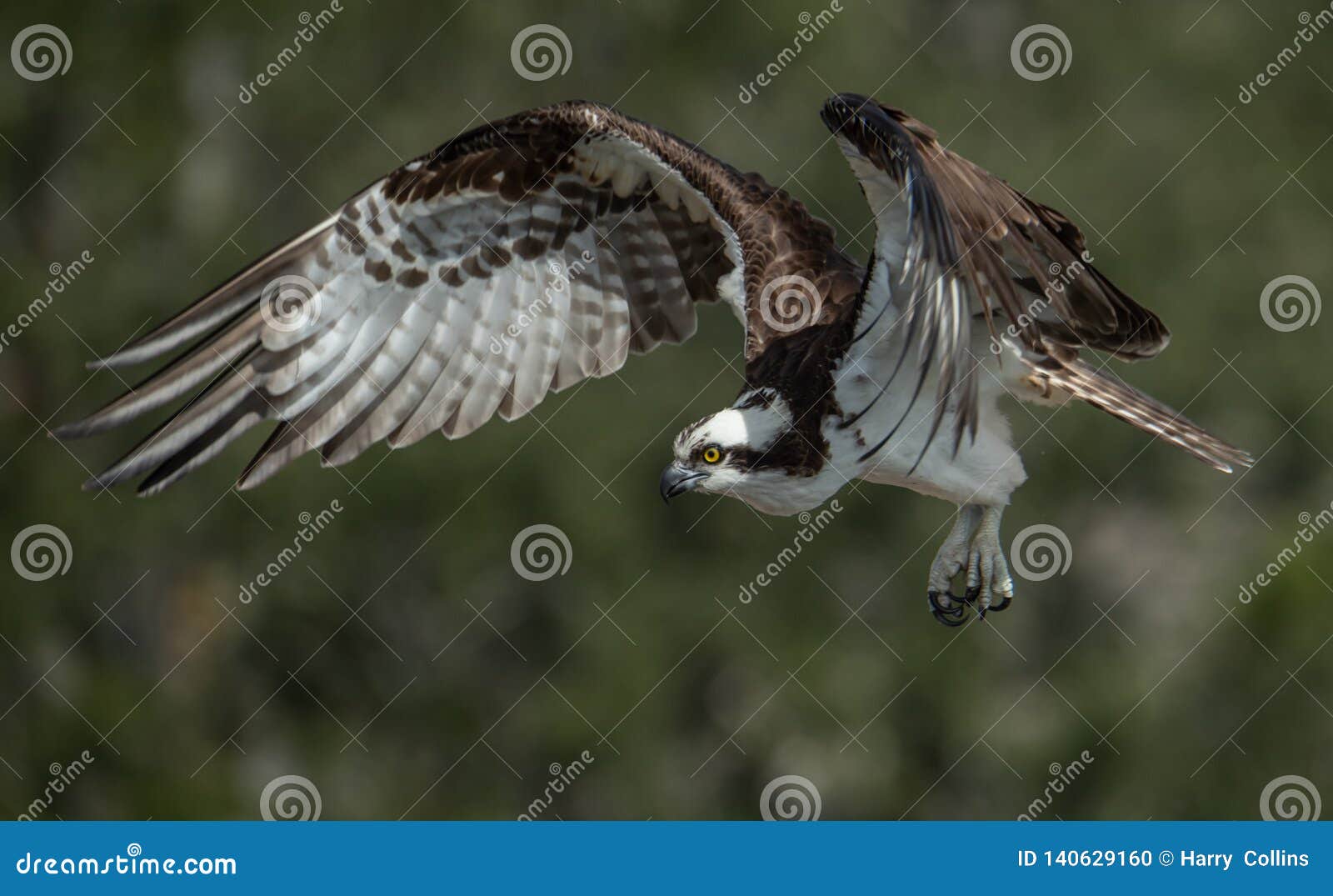 Osprey in Florida stock photo. Image of portrait, lake 140629160