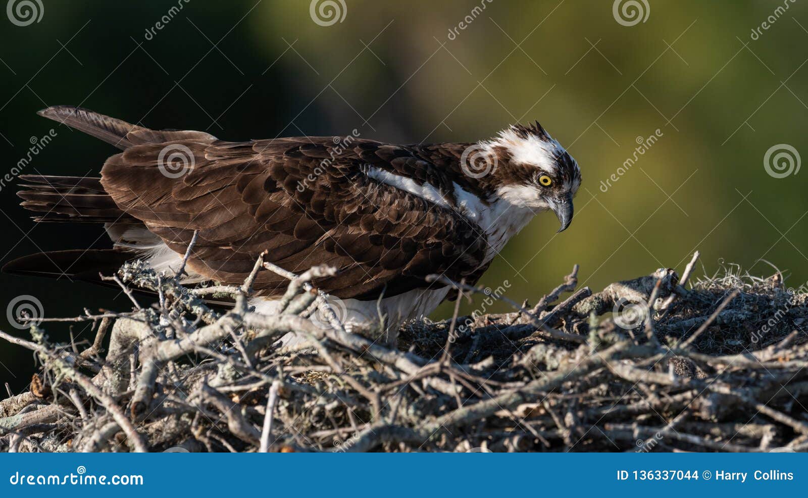 Osprey in Florida stock photo. Image of holiday, colorful 136337044