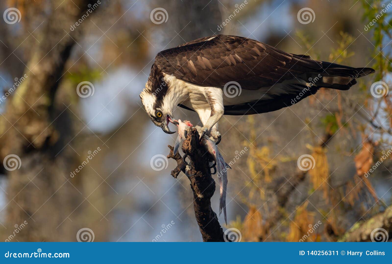 Osprey in Florida stock image. Image of osprey, eyed 140256311