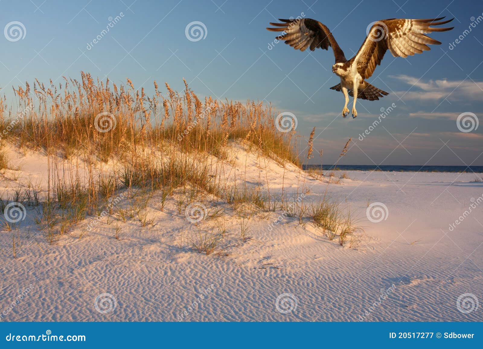 Osprey Flying Over the Beach at Sunset Stock Image Image of osprey