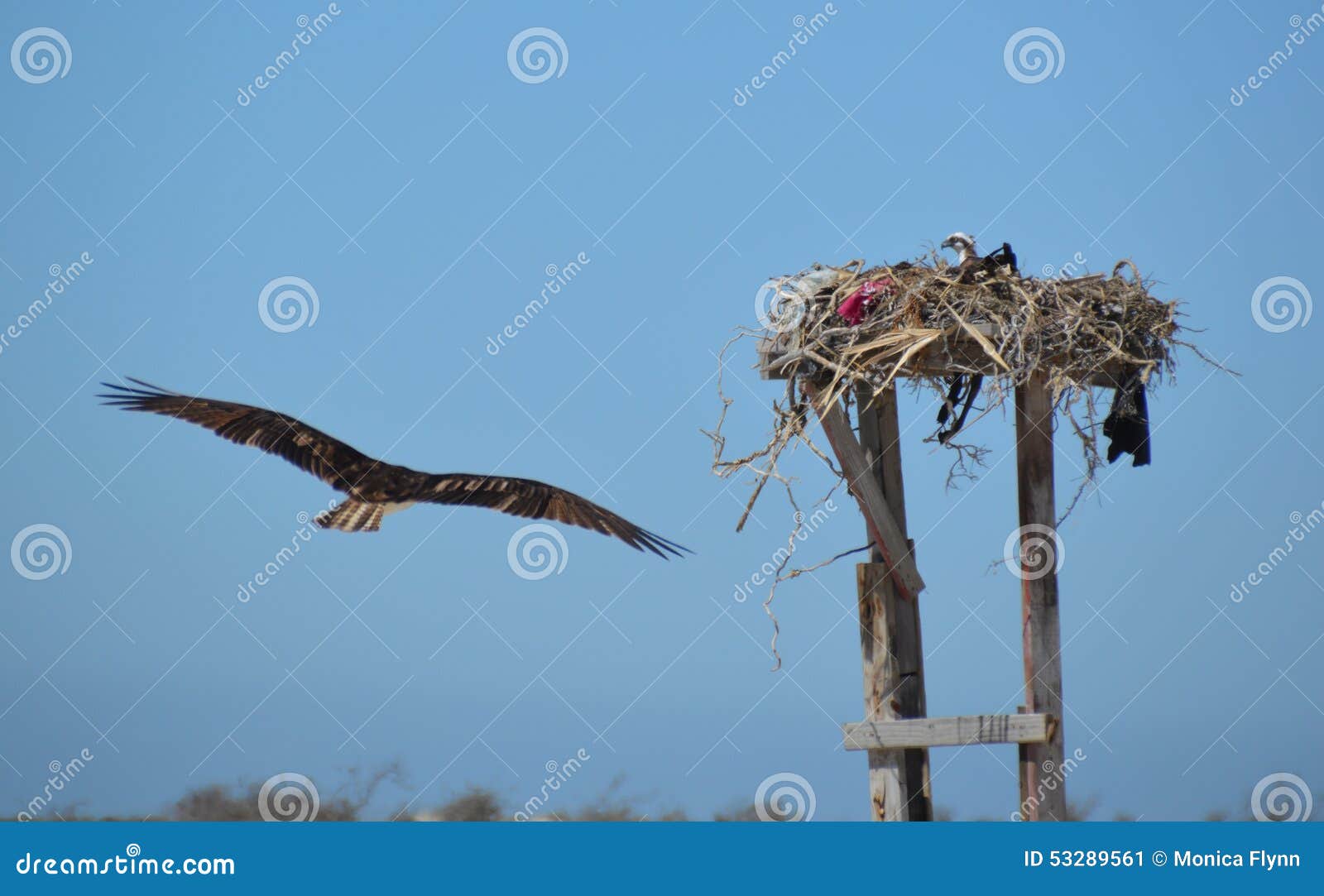 osprey flying to the nest in guerro negro in baja california del sur, mexico