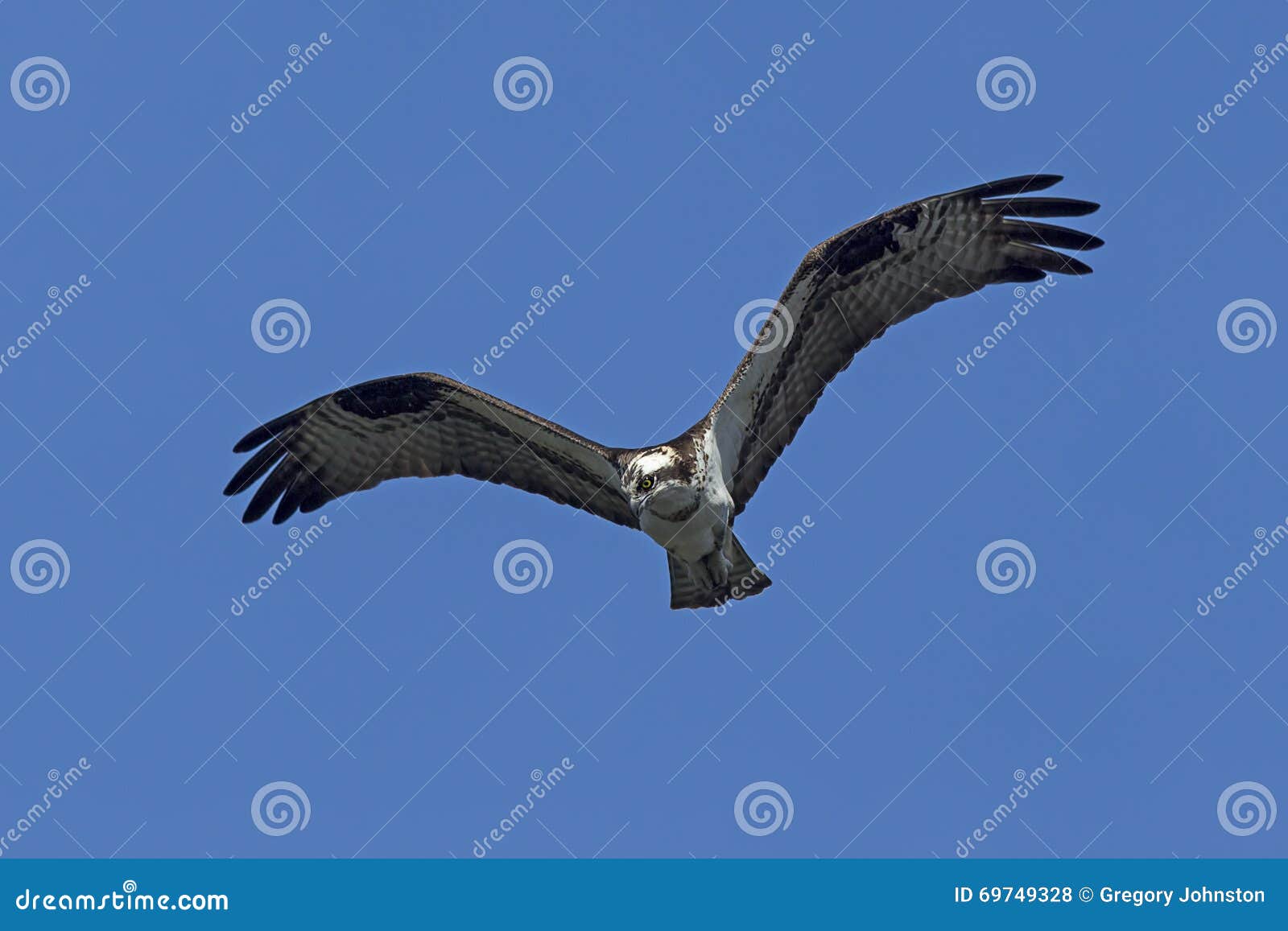 Osprey on the hunt. stock photo. Image of wings, soar 69749328
