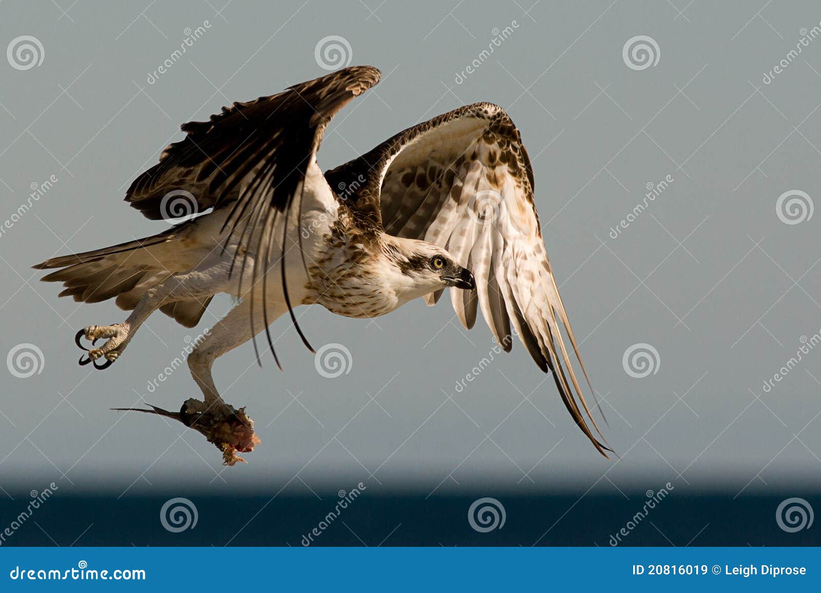 Osprey Hunting stock image. Image of raptor, majestic 20816019