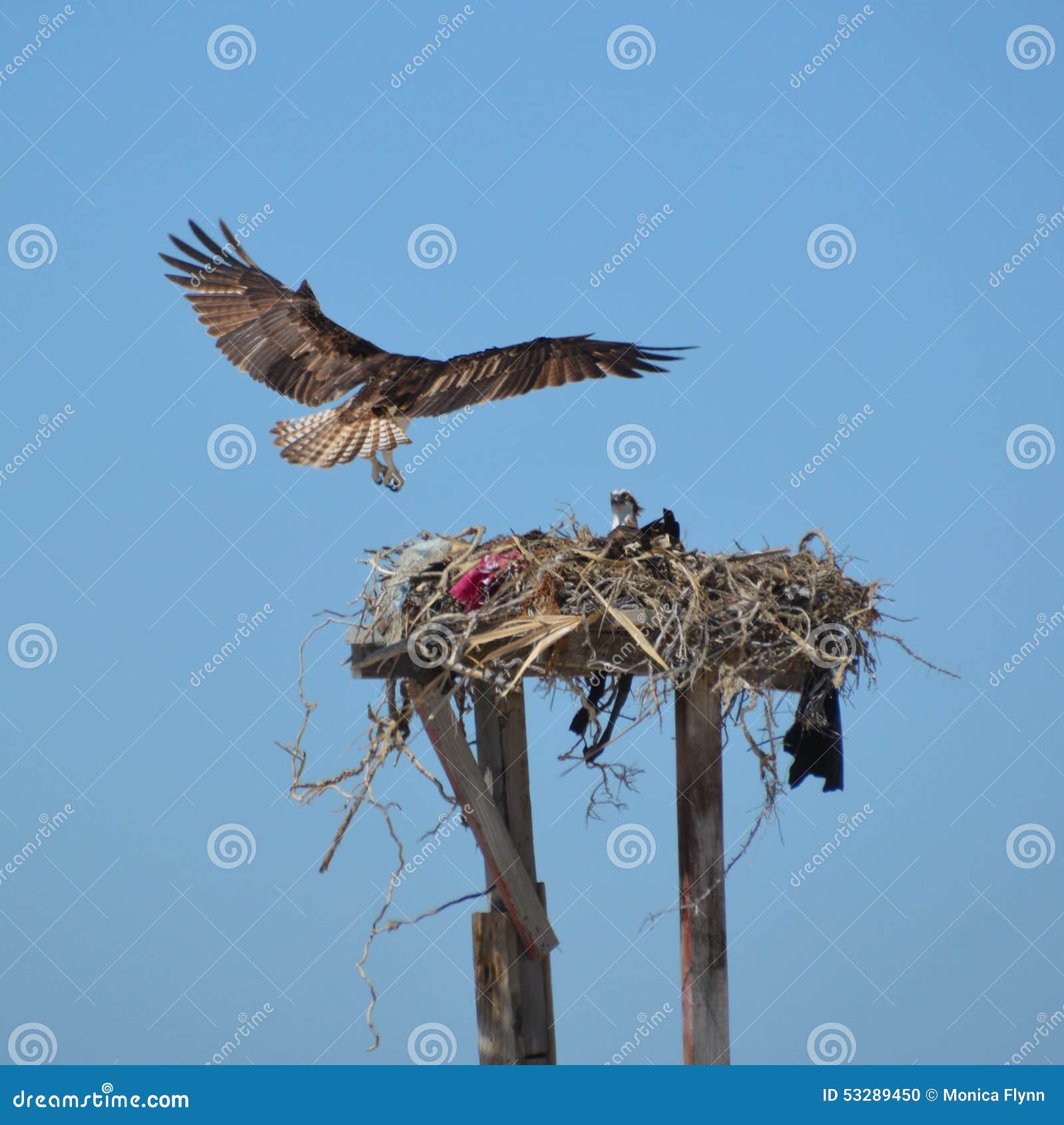 osprey landing in nest in guerro negro in baja california del sur, mexico