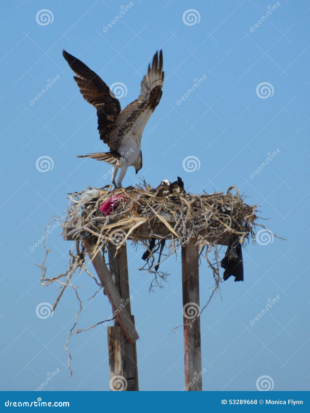 osprey in the nest in guerro negro in baja california del sur, mexico