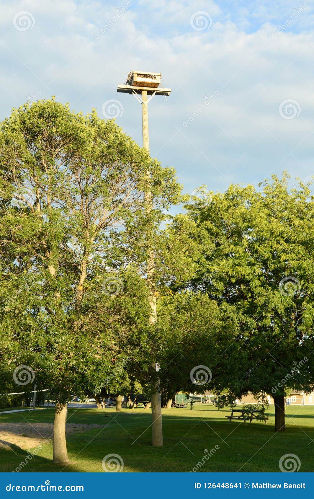 Osprey Nest on a Pole stock image. Image of hawk, preservation - 126448641