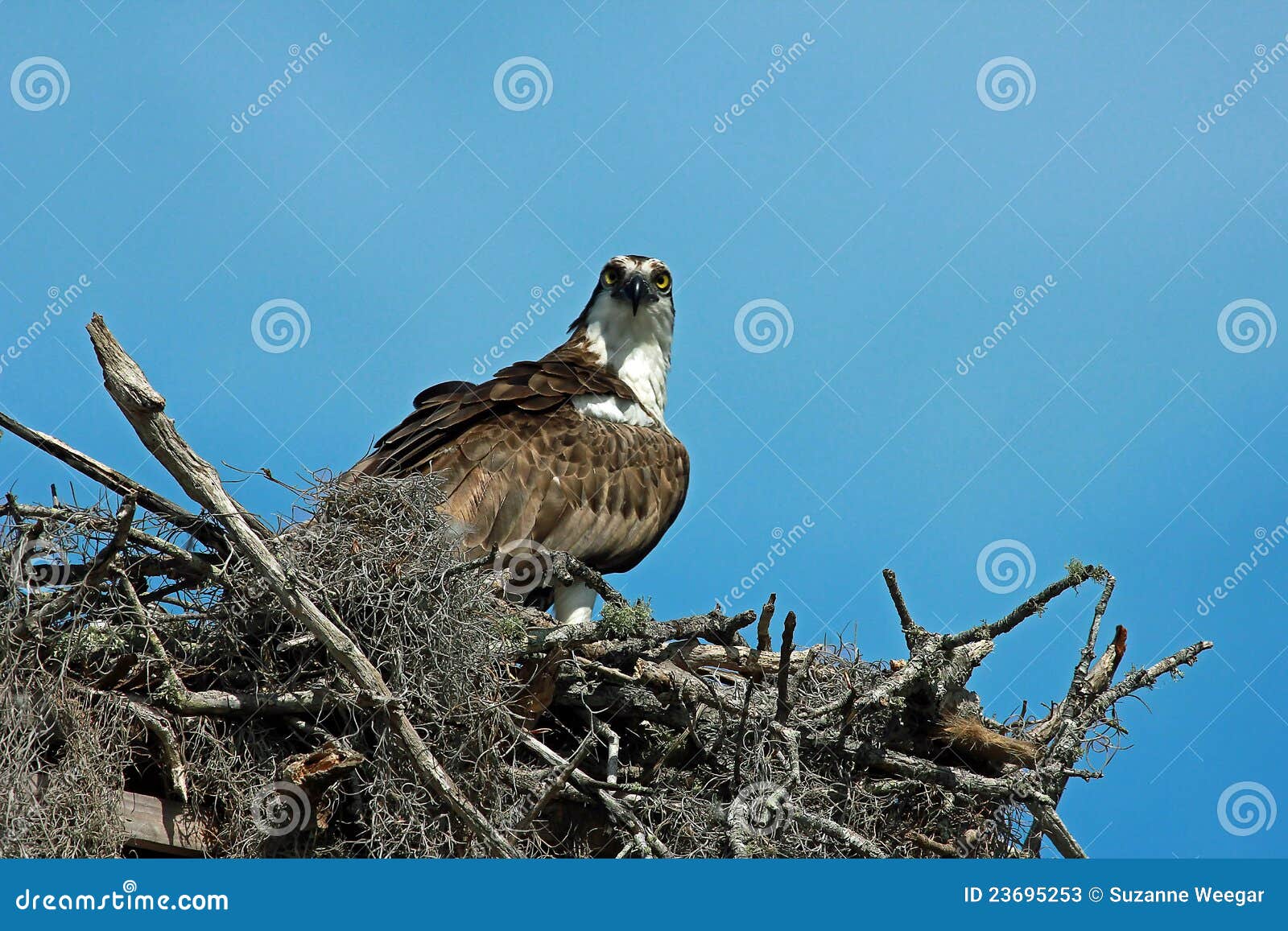 Osprey Nesting in Florida stock image. Image of feather 23695253