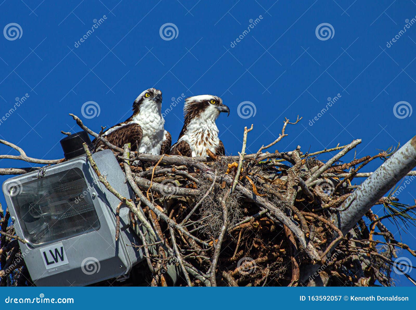 Osprey Pair Nesting on Light Pole in Seminole, Florida Stock Image