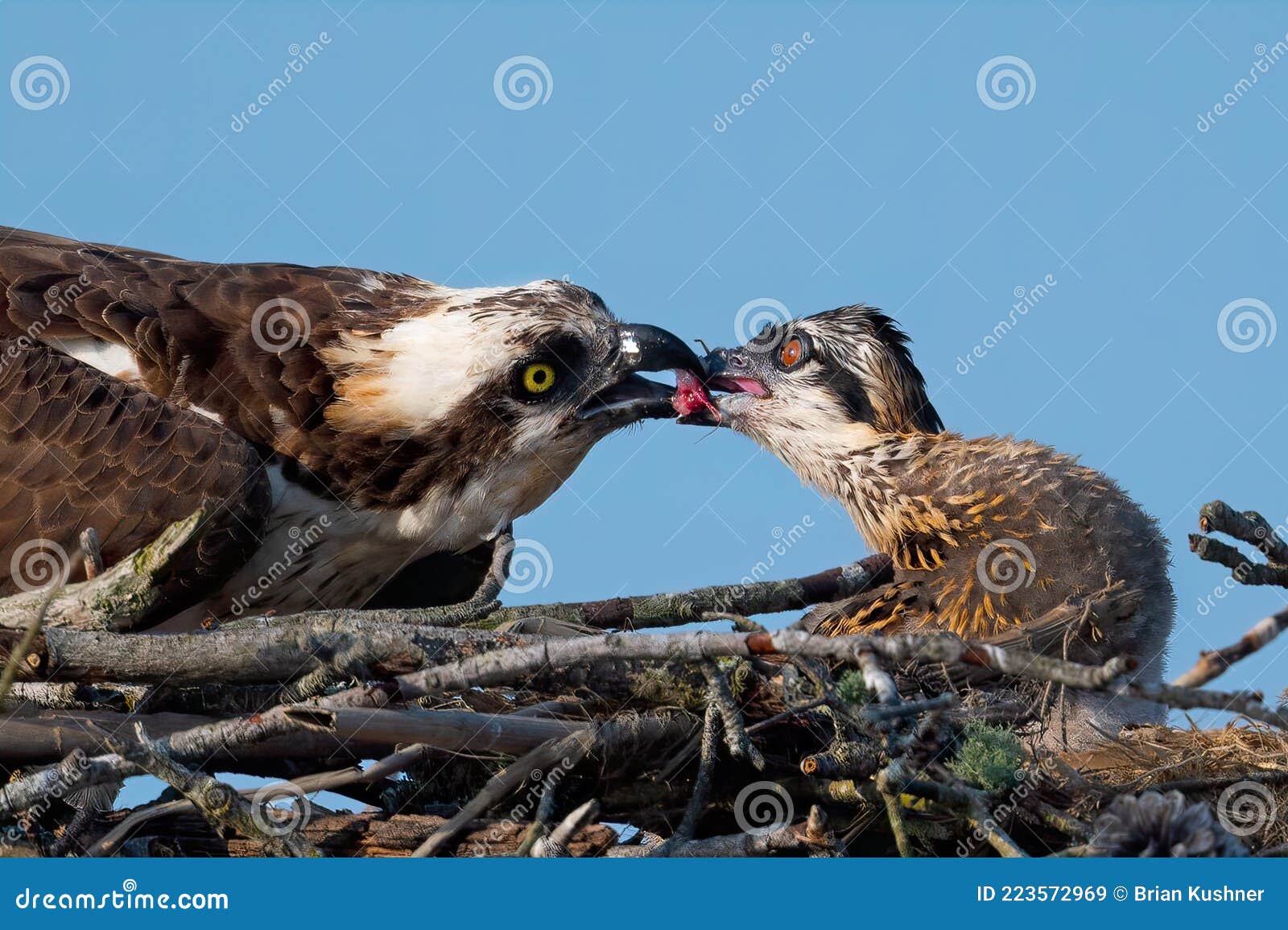Osprey Parent Feeding a Chick Stock Image Image of fish, hawk 223572969