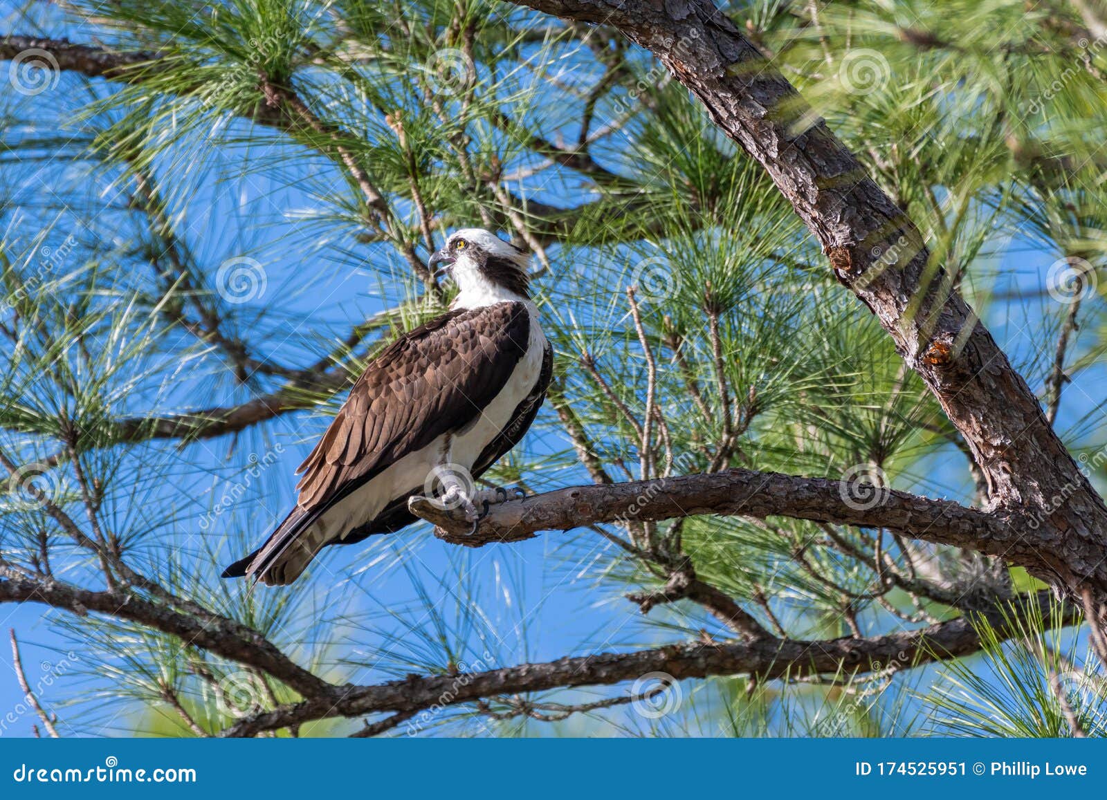 Osprey Perched in Florida Scrub Pine. Stock Image Image of raptor