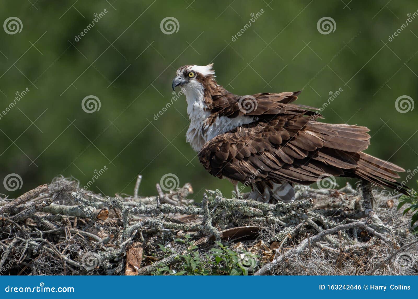 Osprey in Florida stock photo. Image of cute, night 163242646