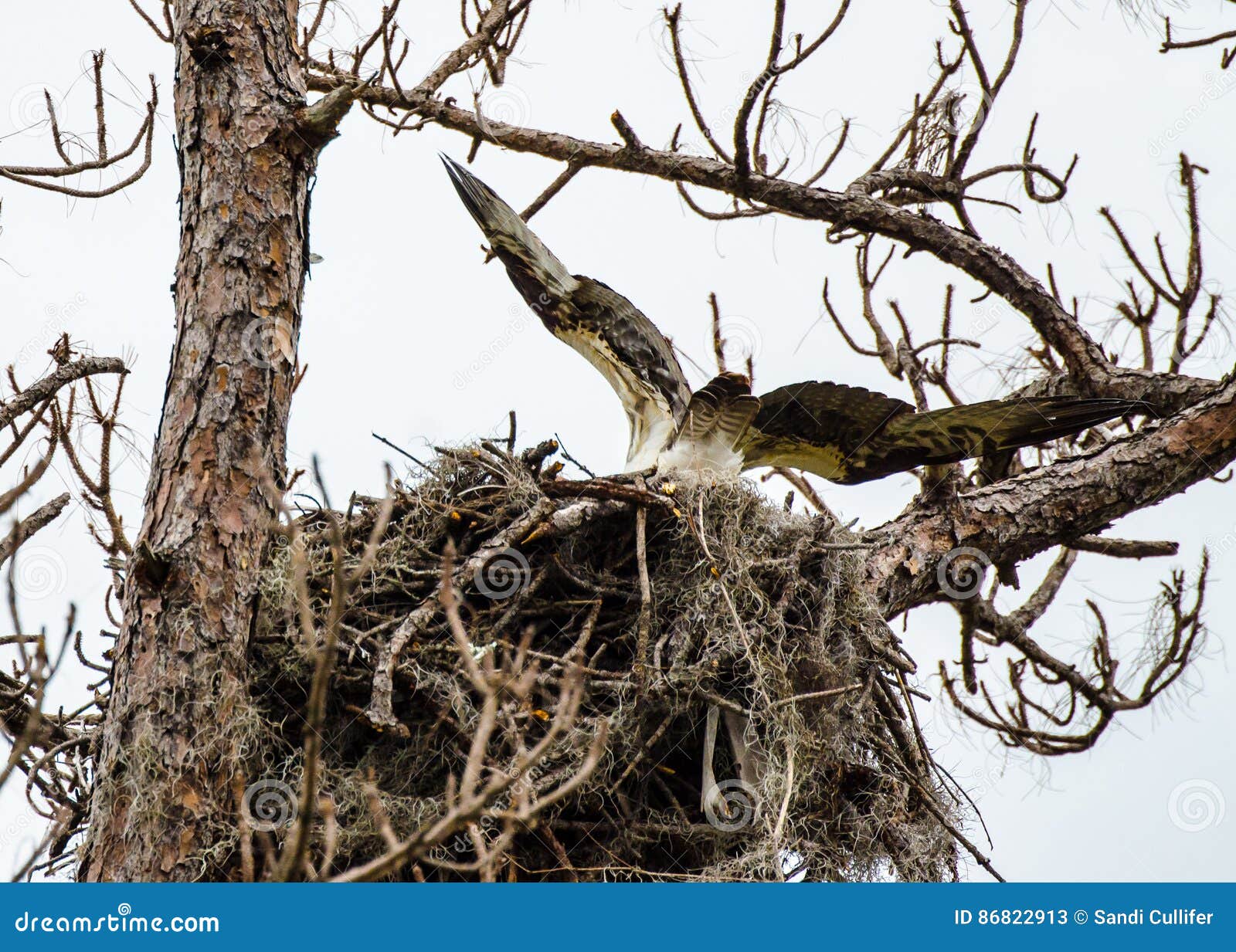 An osprey returns stock image. Image of bird, tree, outspread 86822913
