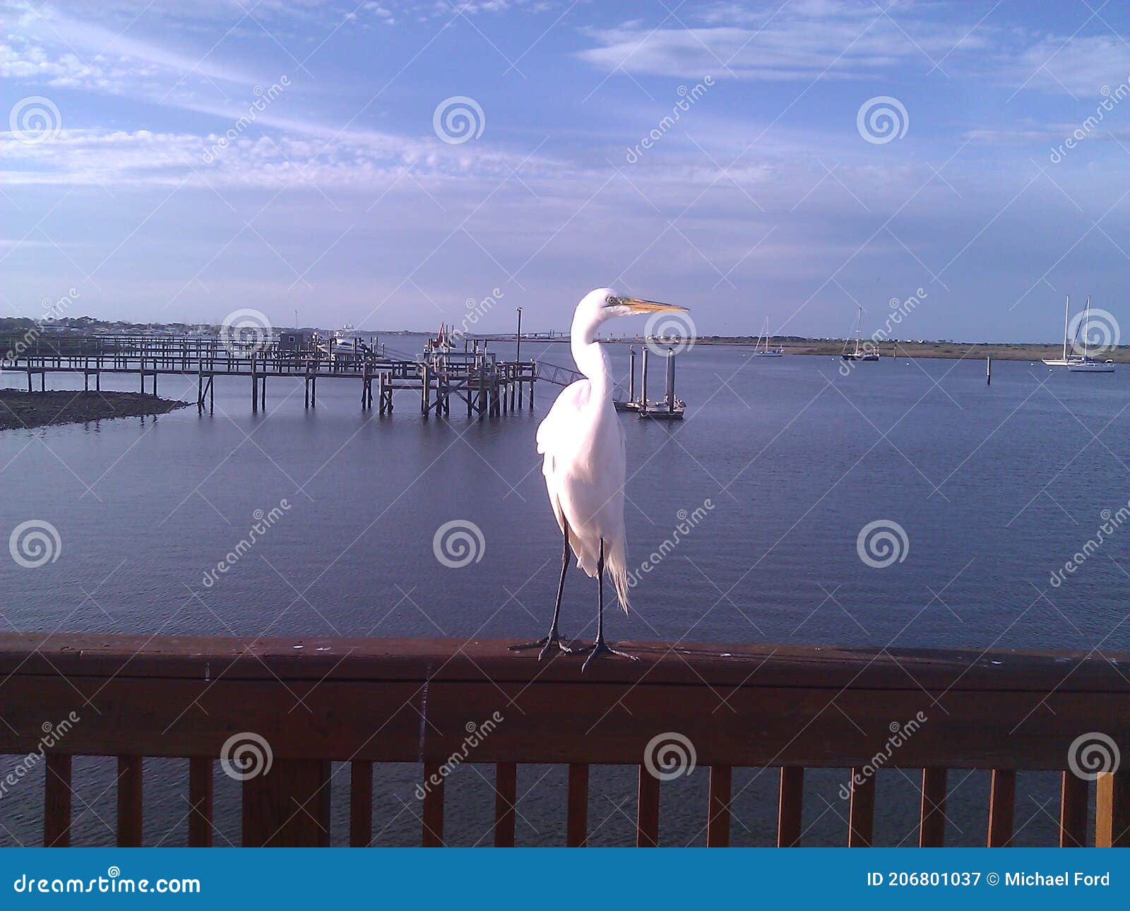 Osprey, Saint Augustine, Florida, Jacksonville, First Coast Stock Image