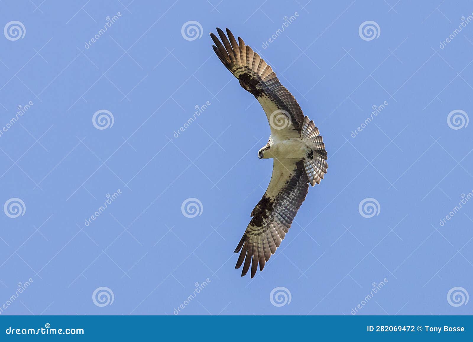 https://thumbs.dreamstime.com/z/osprey-seahawk-wingspan-high-above-observing-prey-below-osprey-wingspan-high-above-observing-prey-below-282069472.jpg