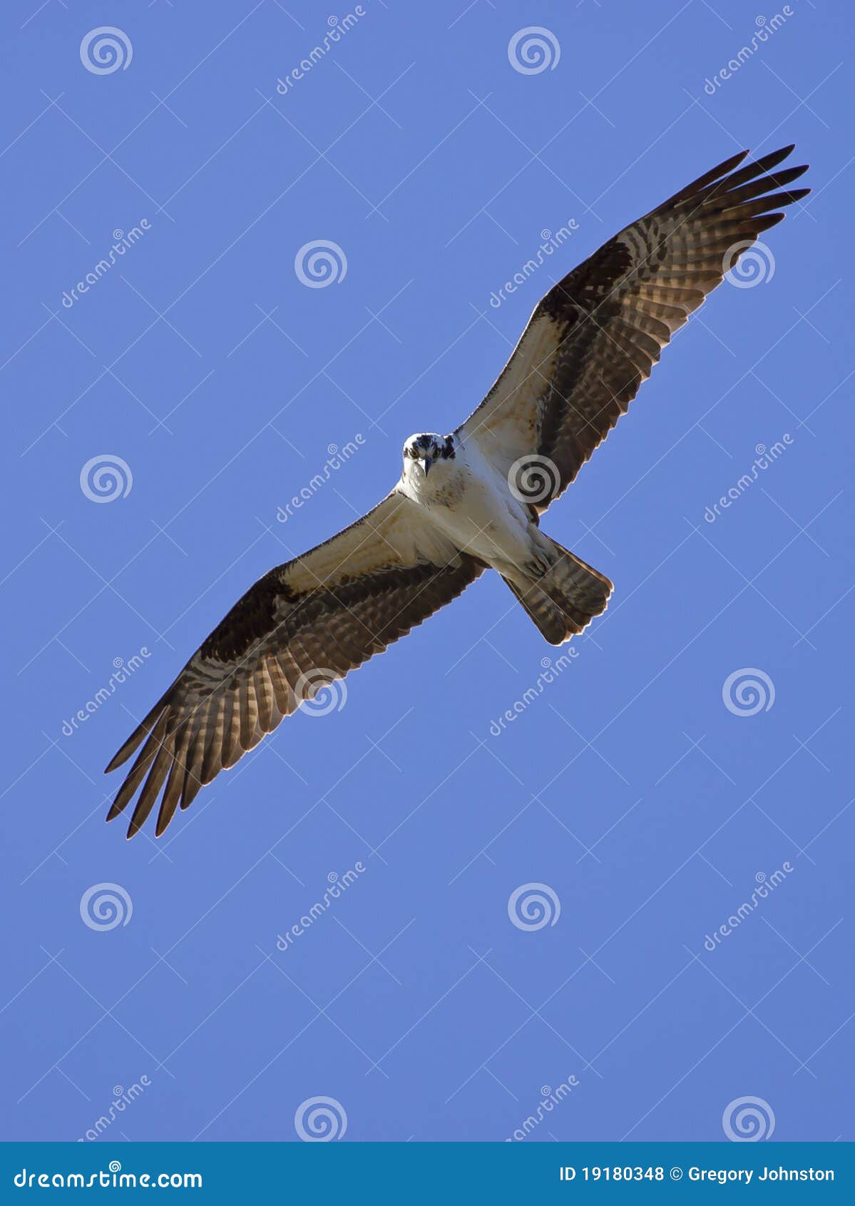 Osprey searches for food. stock photo. Image of bird 19180348