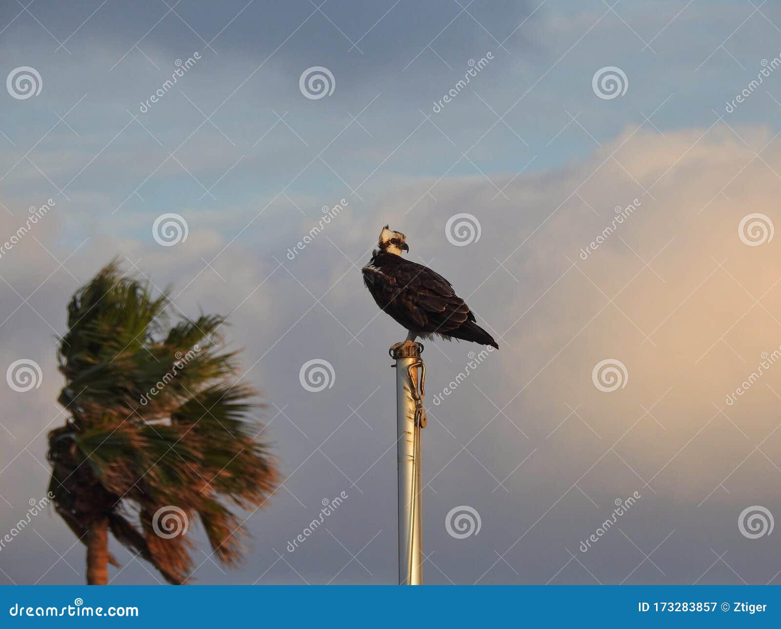 osprey sitting on flagpole