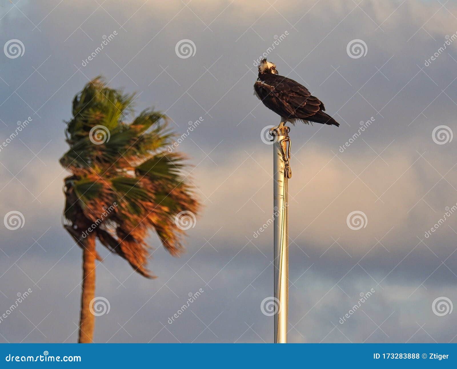 osprey sitting on flagpole