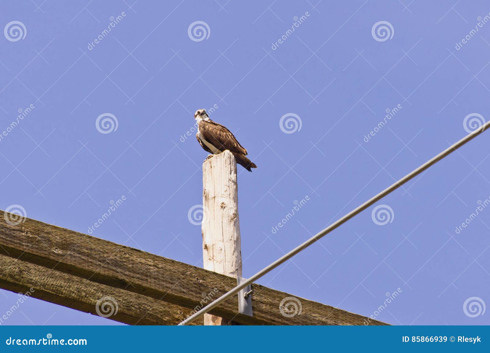 Osprey on a utility pole stock image. Image of pole, perched - 85866939