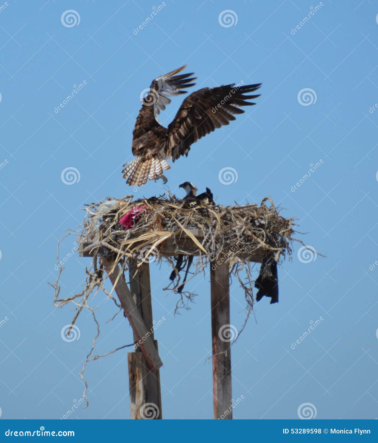 ospreylanding in the nest in guerro negro in baja california del sur, mexico