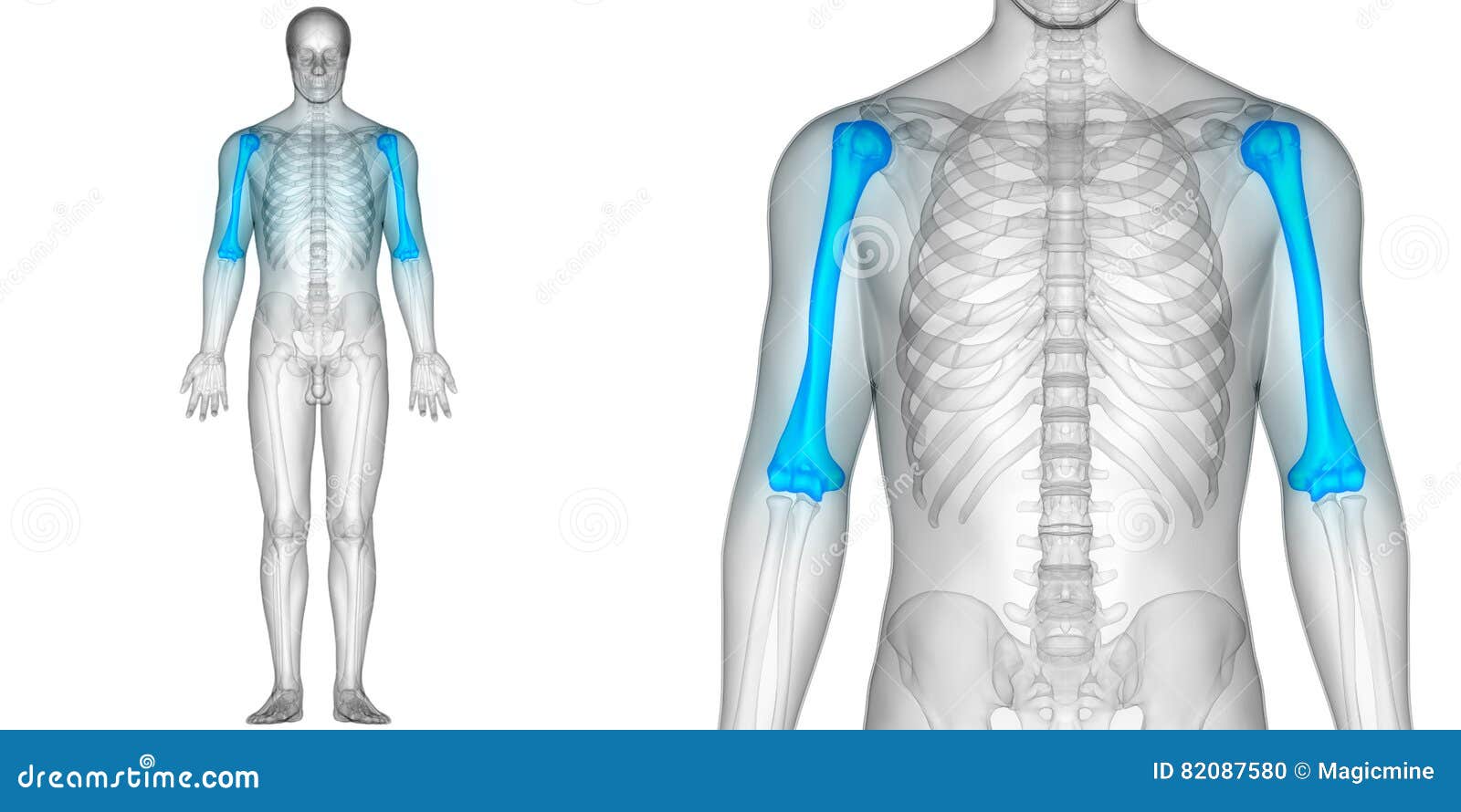 Ossa Dell Omero Di Anatomia Di Dolori Articolari Dell Osso Del Corpo Umano Illustrazione Di Stock Illustrazione Di Scienza Umano