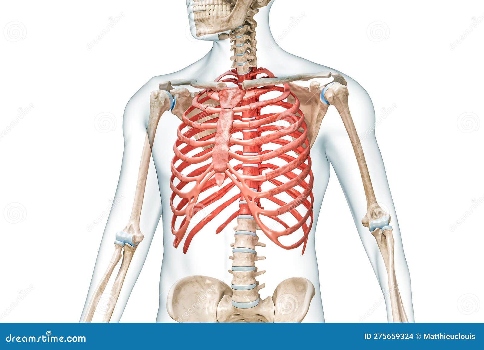 Corpo feminino com exame de osso STERNUM fotos, imagens de