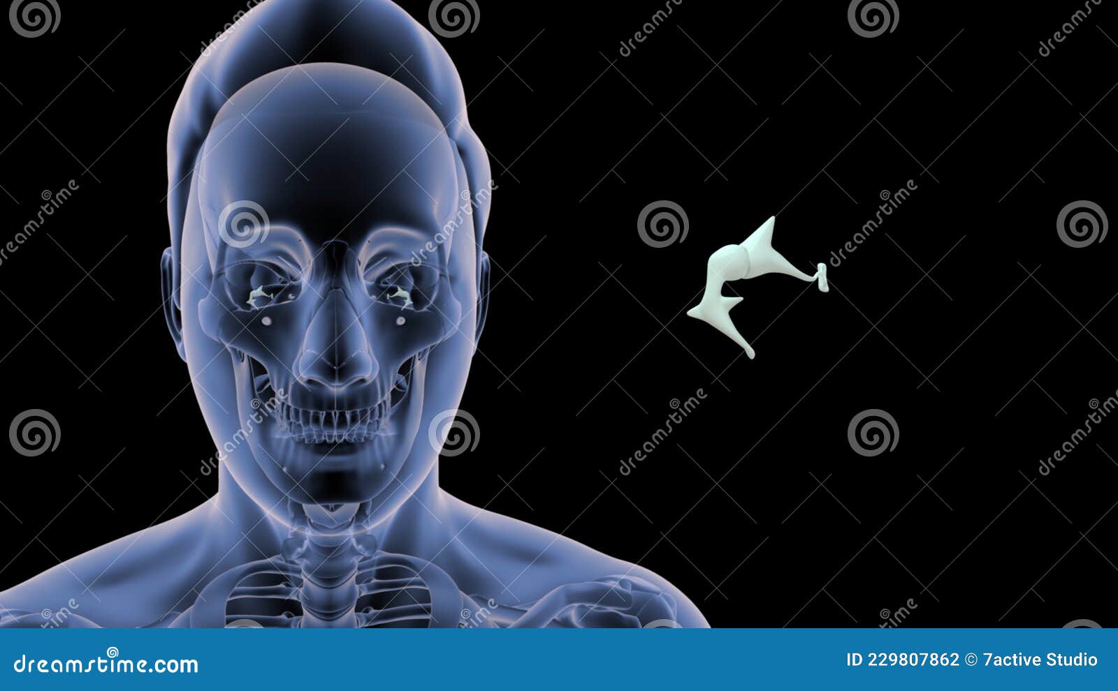 Location of Malleus, Incus Stapes in Human Stock Illustration
