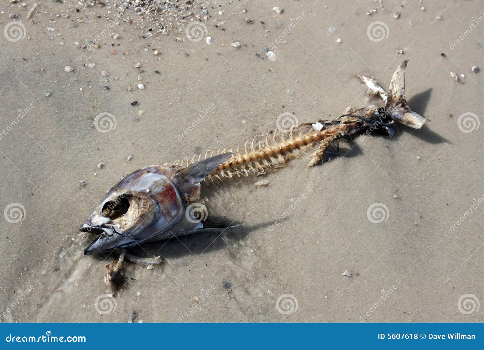 Esqueleto Sufocado Mortos Dos Peixes Imagem de Stock - Imagem de