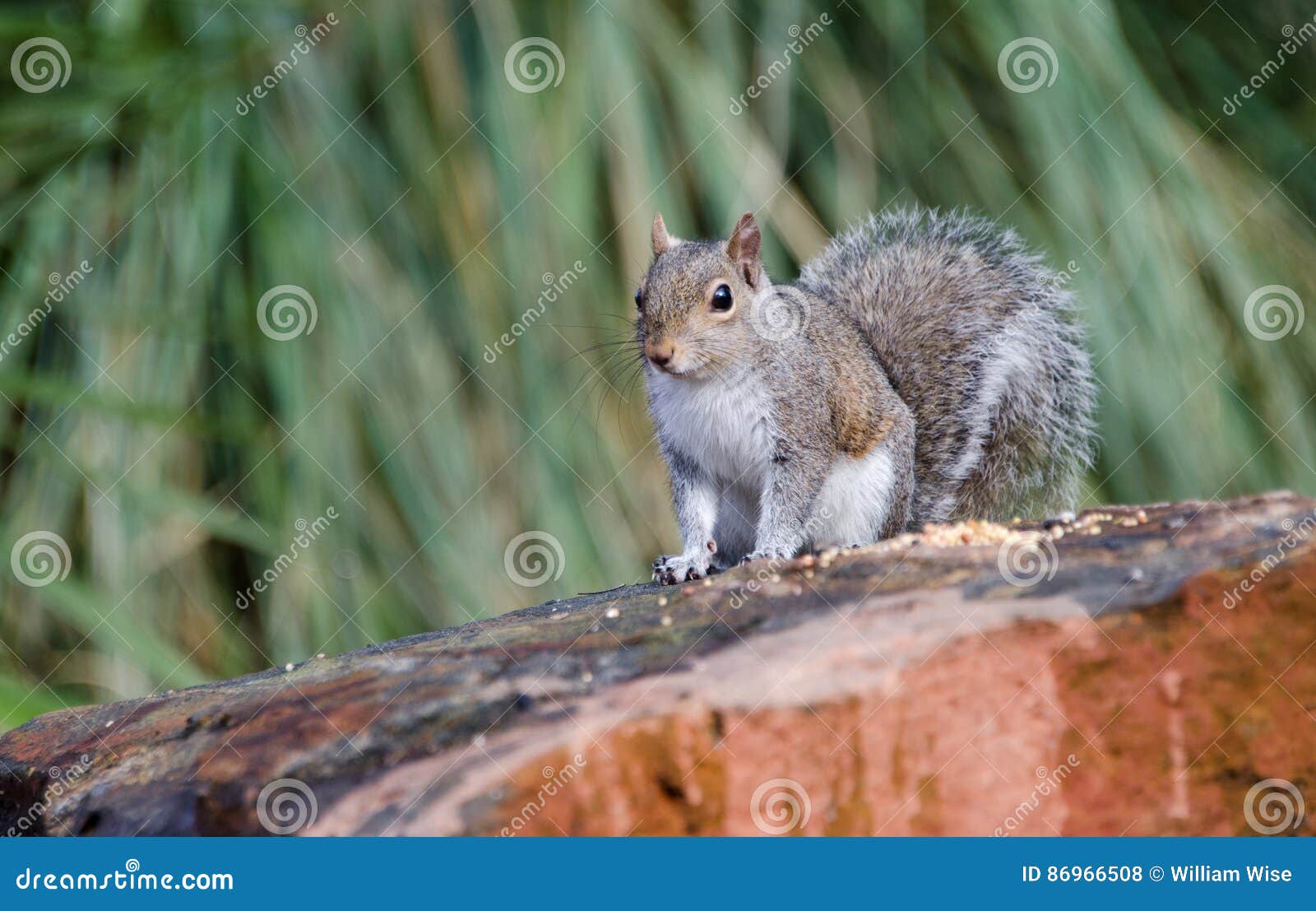 OstGray Squirrel, Athen, Stockfoto Bild von provinzen, mann 86966508