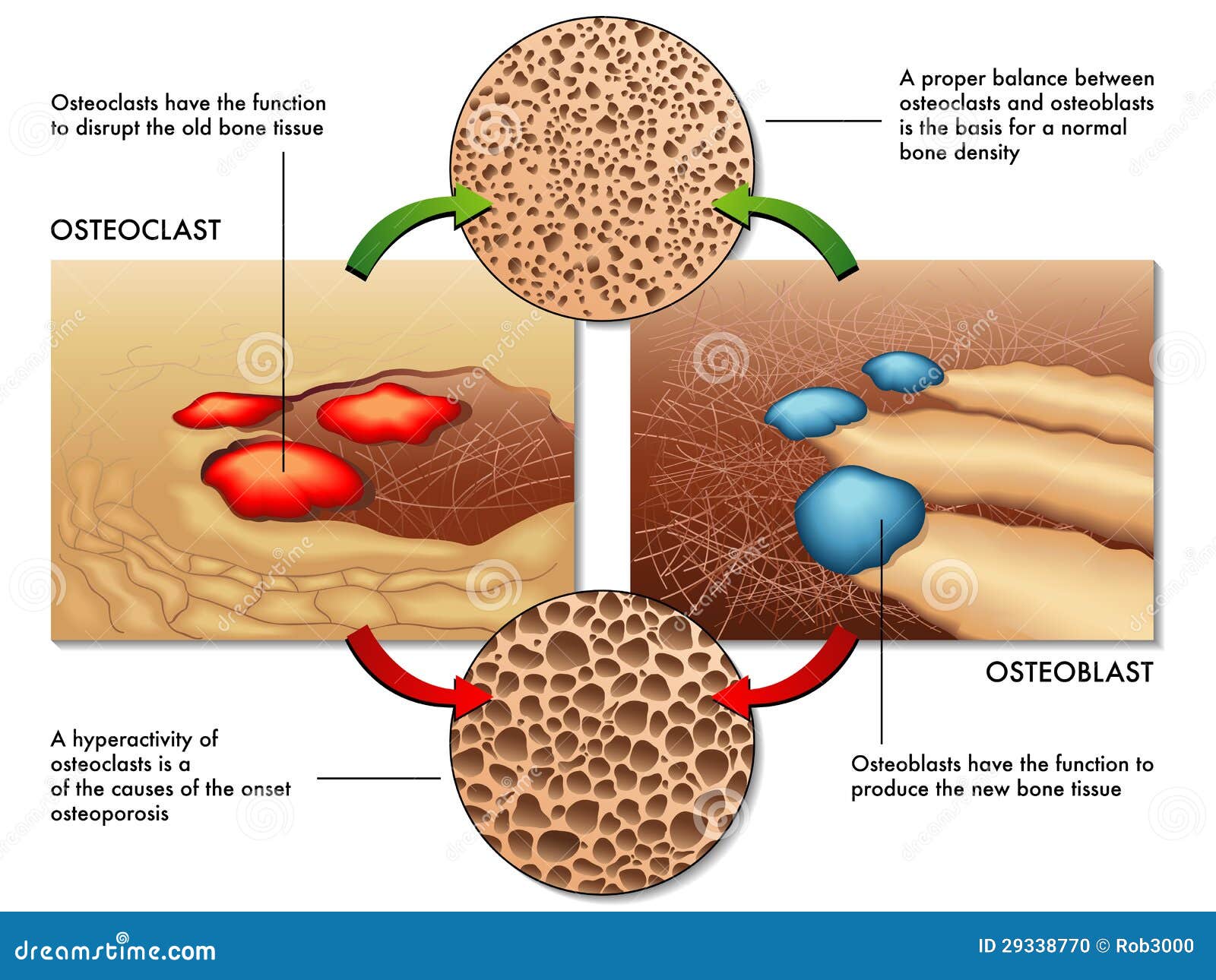 Osteoblast Cartoons, Illustrations & Vector Stock Images - 23 Pictures