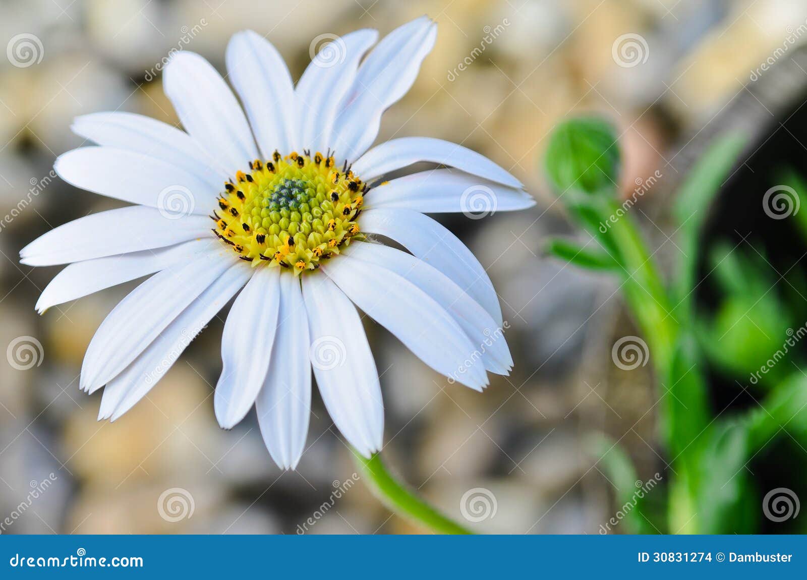 osteospermum daisy flower