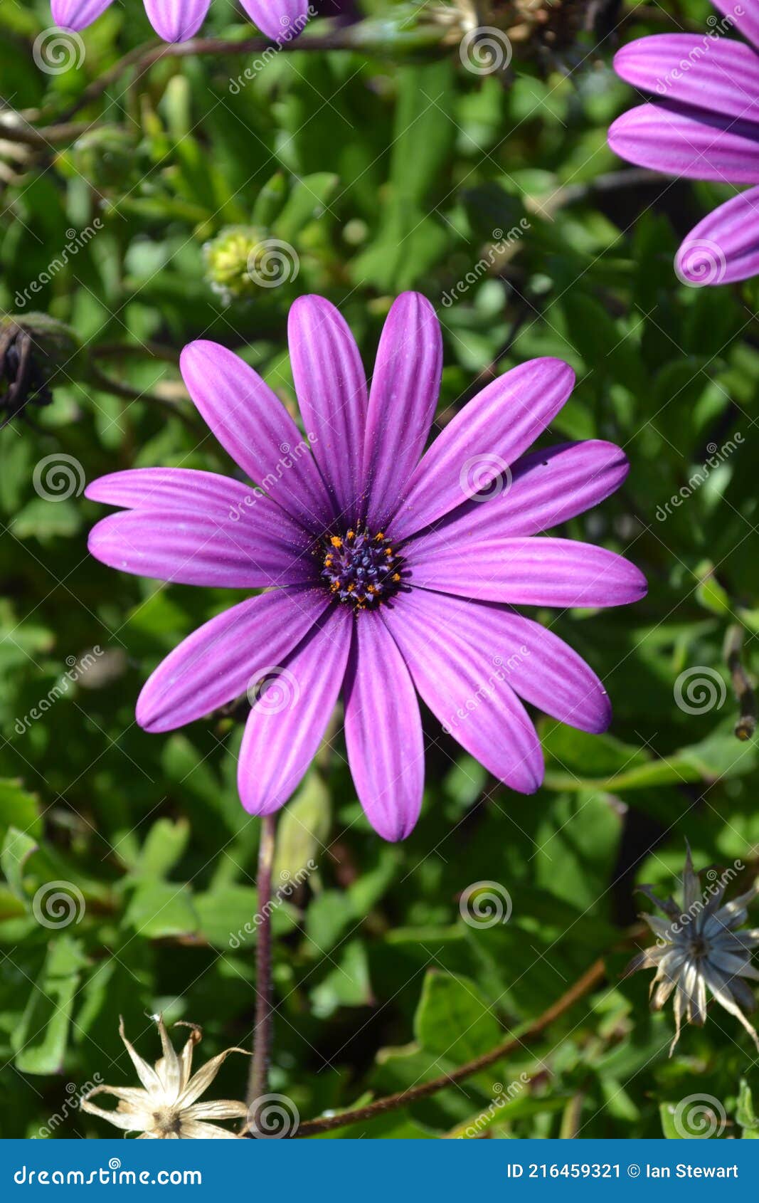 osteospermum ecklonis, asteraceae, compositae, daisybush