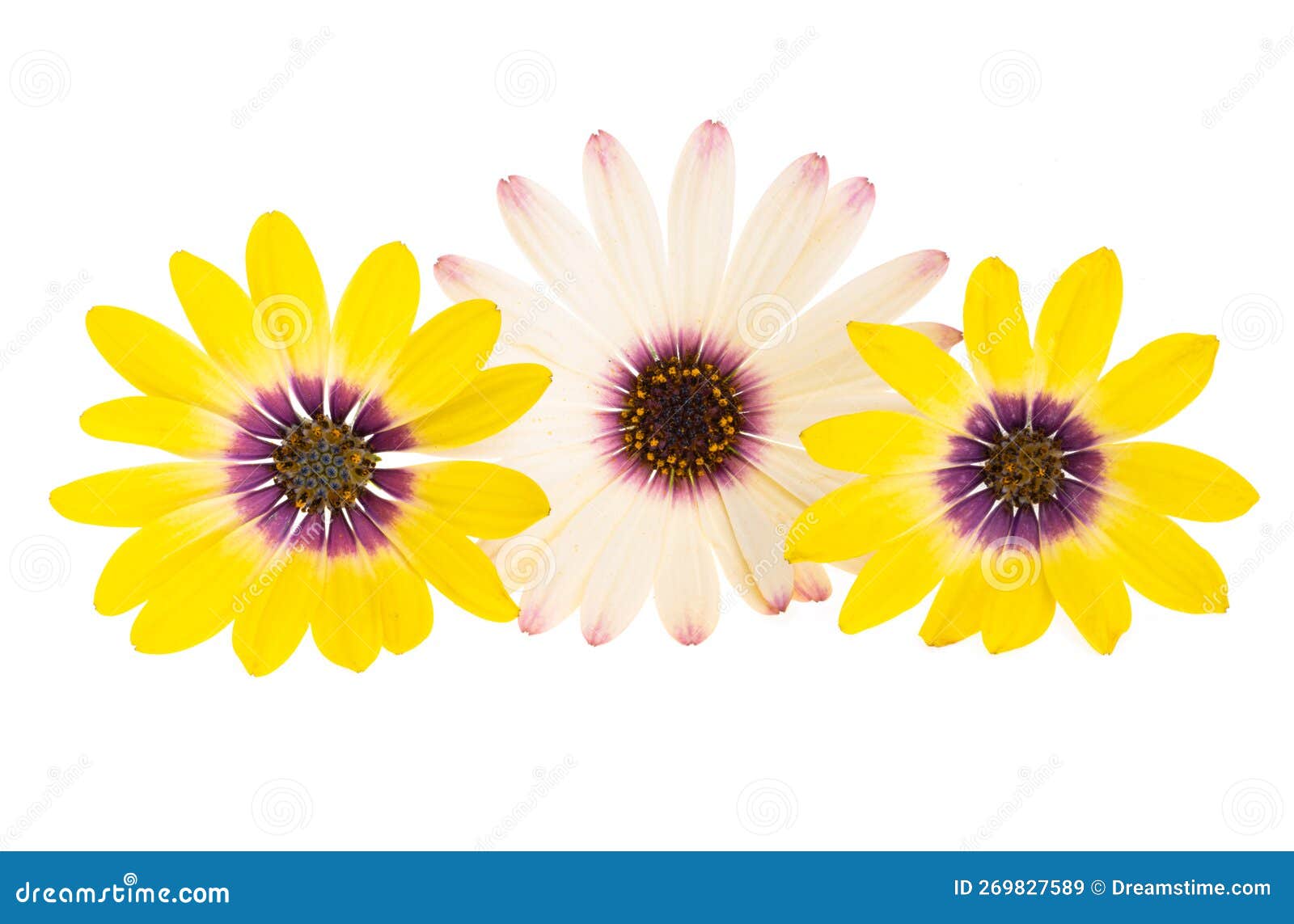 Osteospermum Flower Isolated Stock Image - Image of blossom, fresh