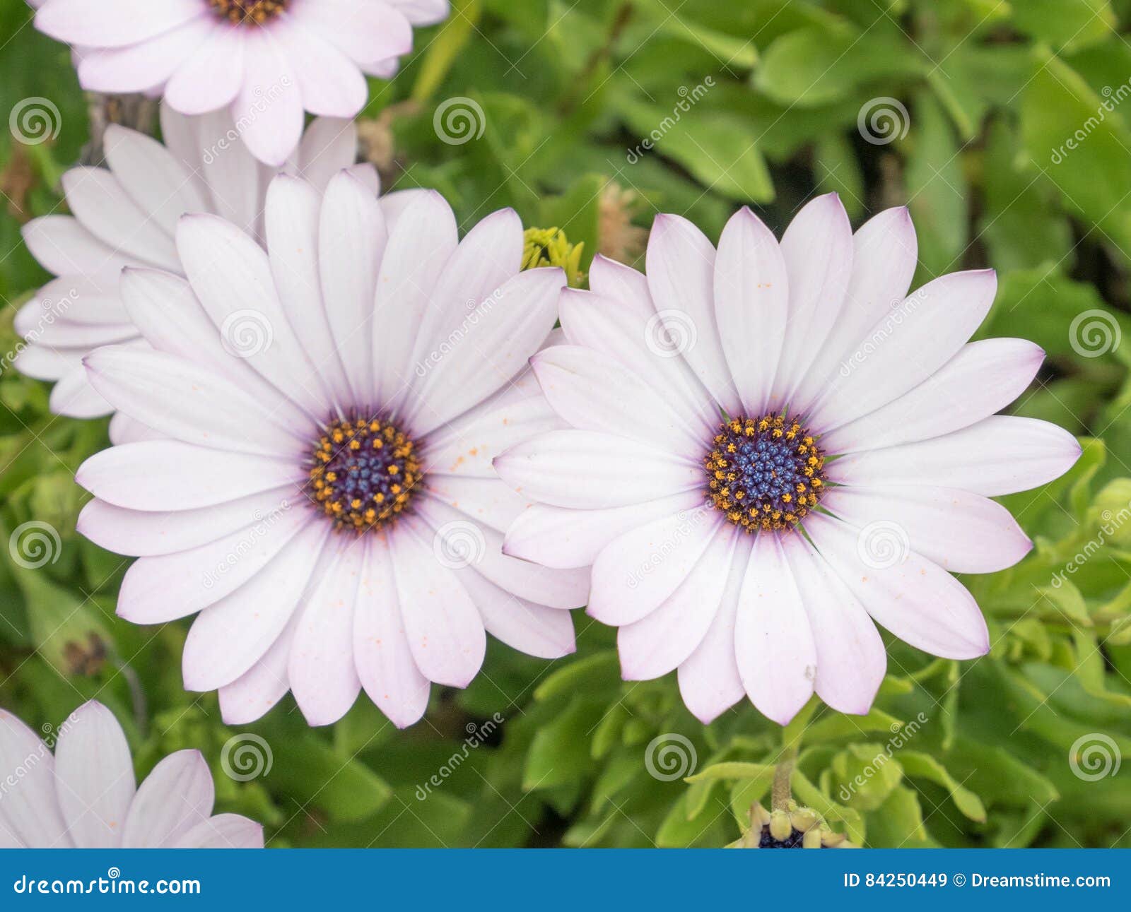 Osteospermum Flowers in the Garden, African Daisy. Stock Image - Image ...