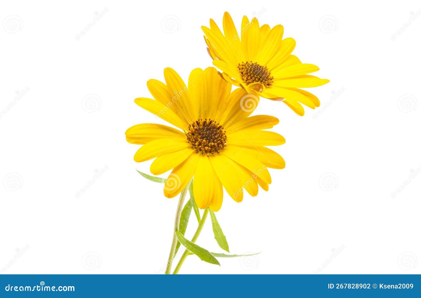Osteospermum isolated stock photo. Image of isolated - 267828902