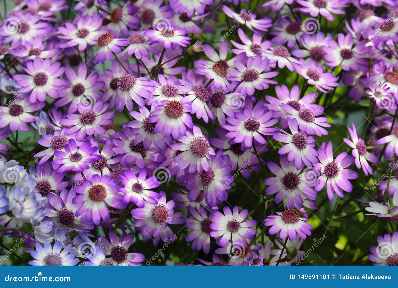 Osteospermum P?rpura Bush De Margaritas Africanas Del Asteraceae De La  Familia Del Girasol Imagen de archivo - Imagen de cubo, fondo: 149591101