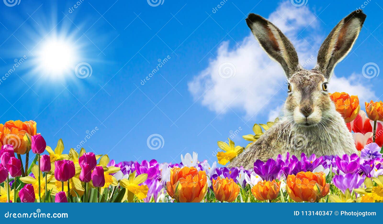 Osterhase im Garten stockbild. Bild von kulturen, gras